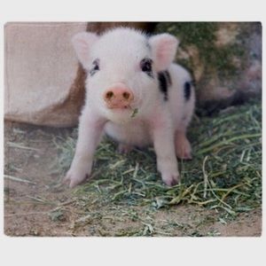 Meet your Posher, Allie